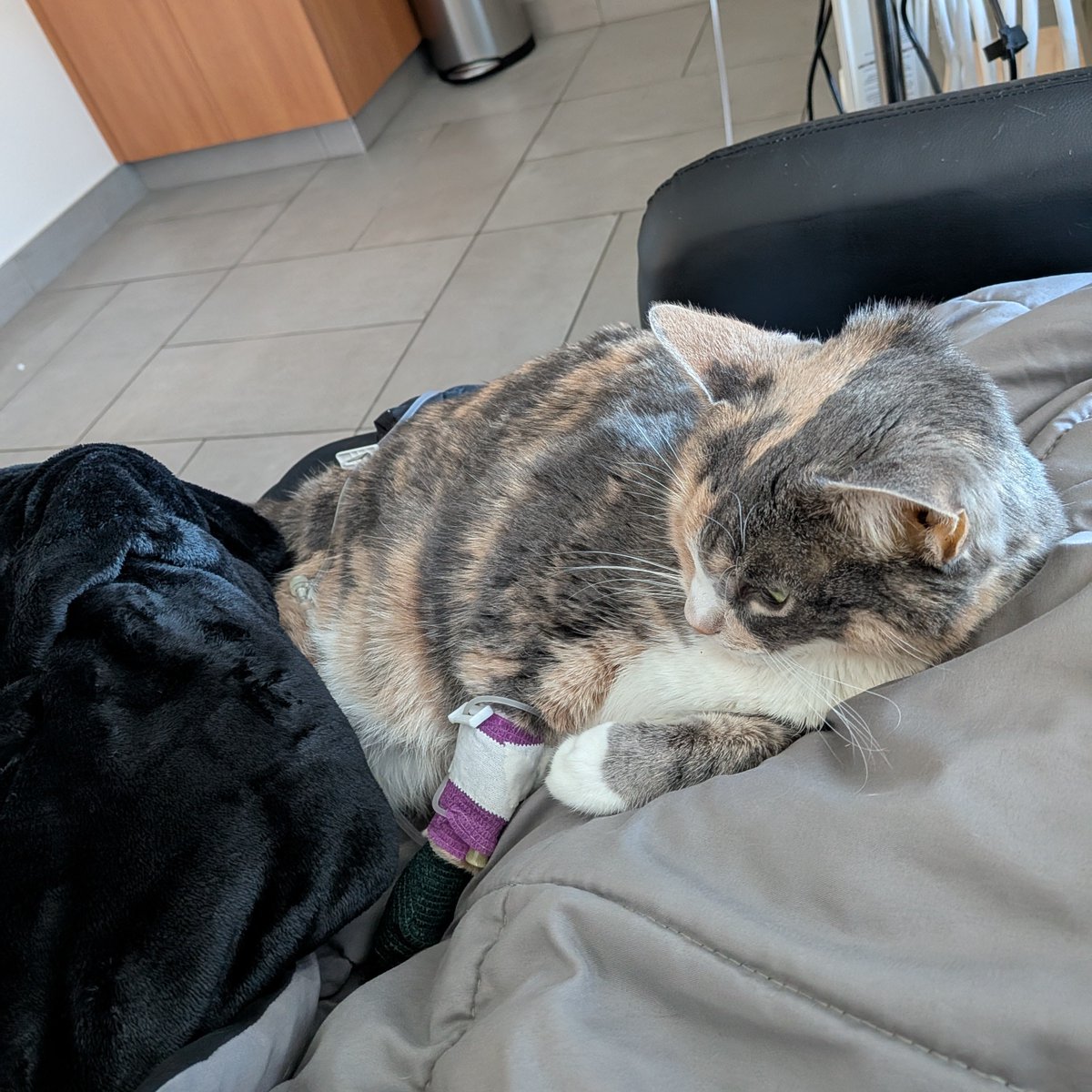 Cellochicita tweet media