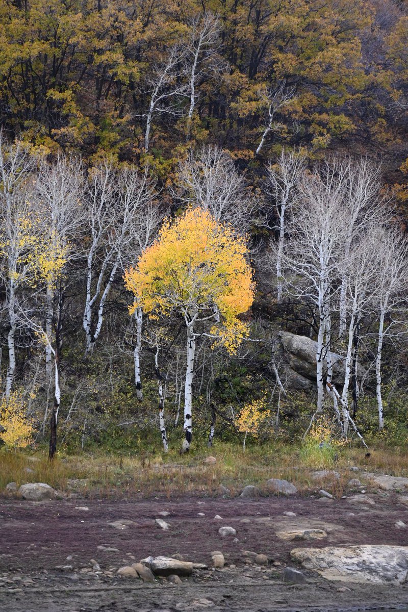 db_persoectives's tweet image. Fall has dazzled today.