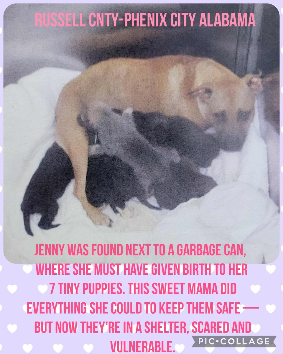 Russell Cnty Phenix City Alabama 
We do outside of state adoptions 🐾♥️

CAN BE EUTHANIZED 10/17 ‼️

These pledges are not for adoption. They will go directly to the rescue’s vetting and transport costs to get Jenny
the care urgently needed.

Goal: $500 to help Jenny healthy and