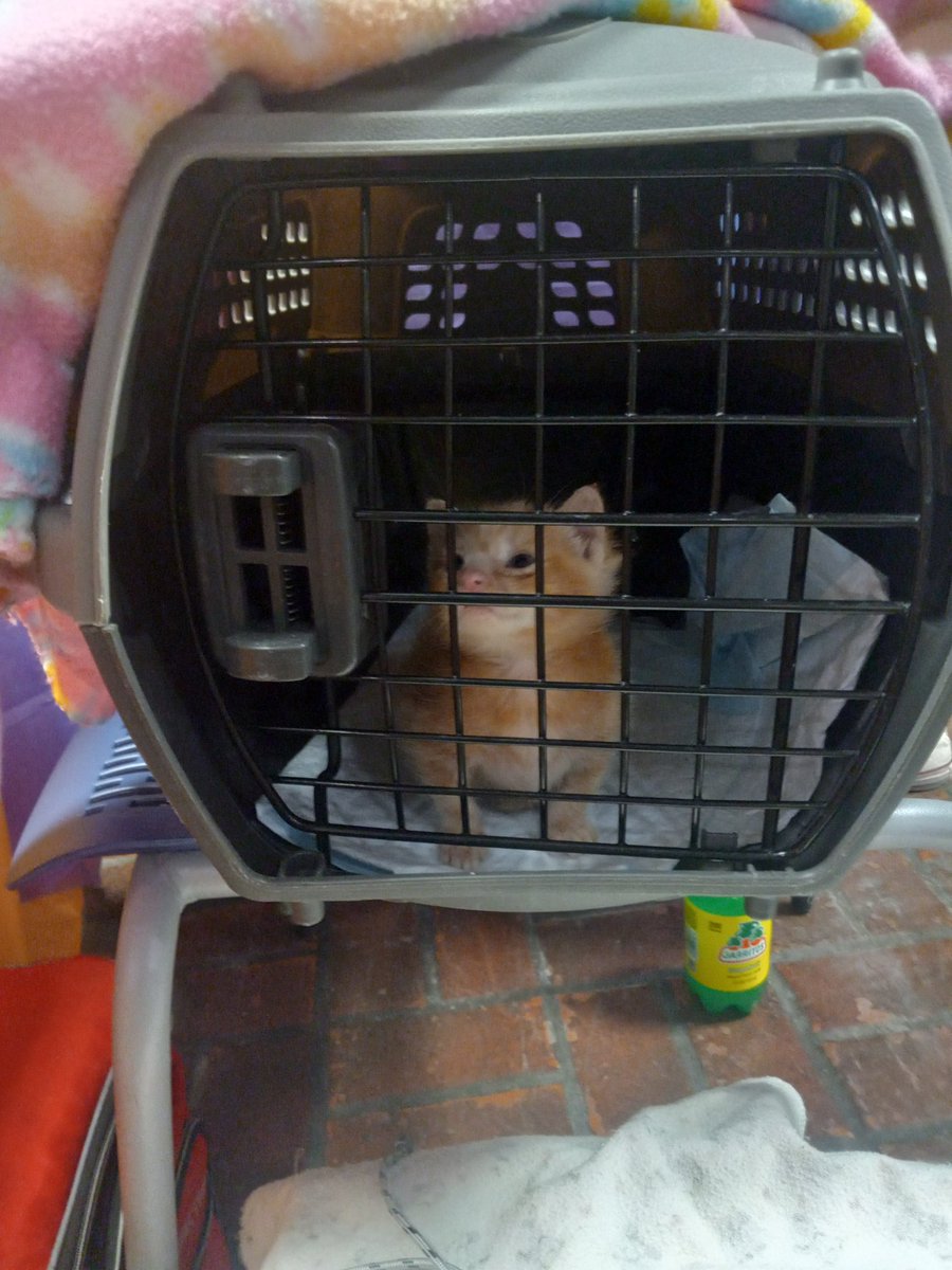 LValance44's tweet photo. Somebody just brought in some abandoned #kittens So calling all on all my Twitter Pals #prayer request for these four #precioUSAngels getting ready to bottle feed up here at the adoption https://t.co/W0hzu76svS