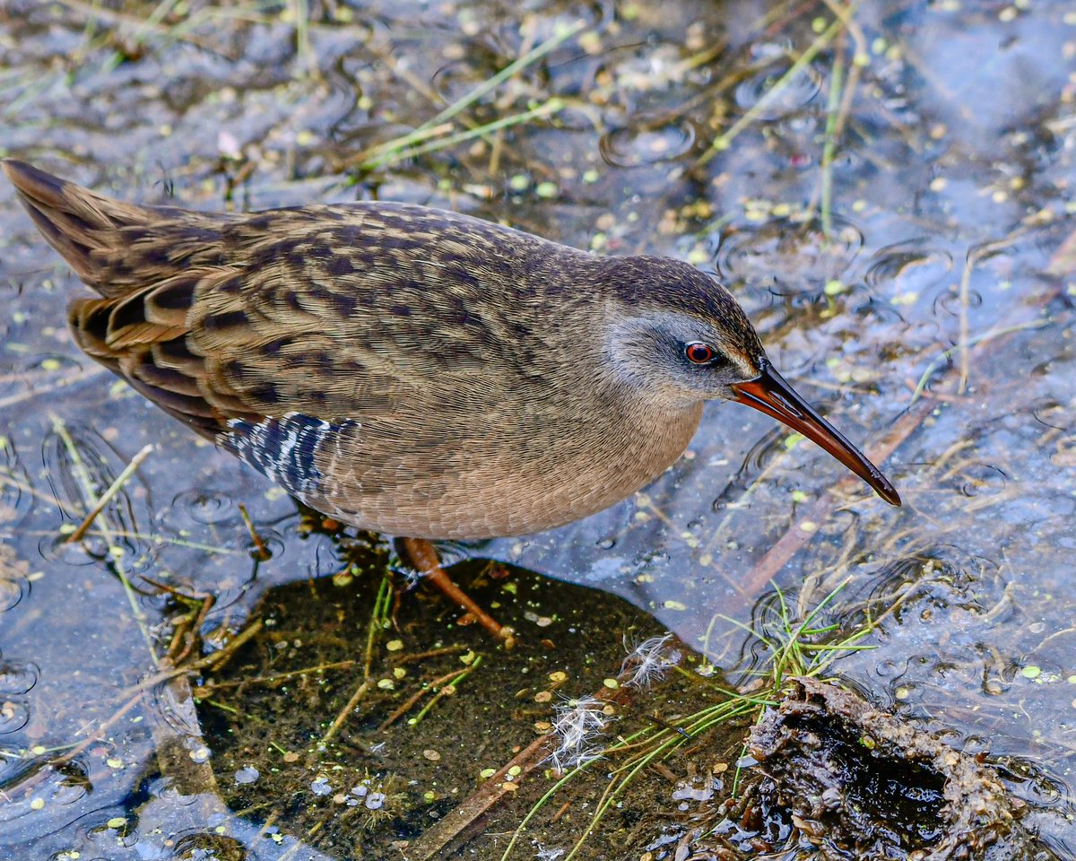 MeredithMComm's tweet image. Lucky for me, Virginia Rail didn’t get the memo about hiding in the reeds. #Birds #BirdTwitter #TwitterBirds