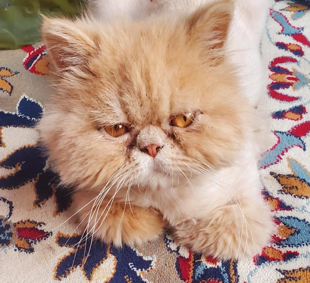 Animal_rescue0's tweet image. #مفقود #قطط #الرياض 
السلام عليكم عندي قطو هارب له ٤شهور الان ما لقيت حي الصحافة الرياض حول طريق انس بن مالك بيك فيس ذكر مكافئة مالية لمن يجده
0555576380 
ملاحظه الصوره قديمه وشعره الحين طال