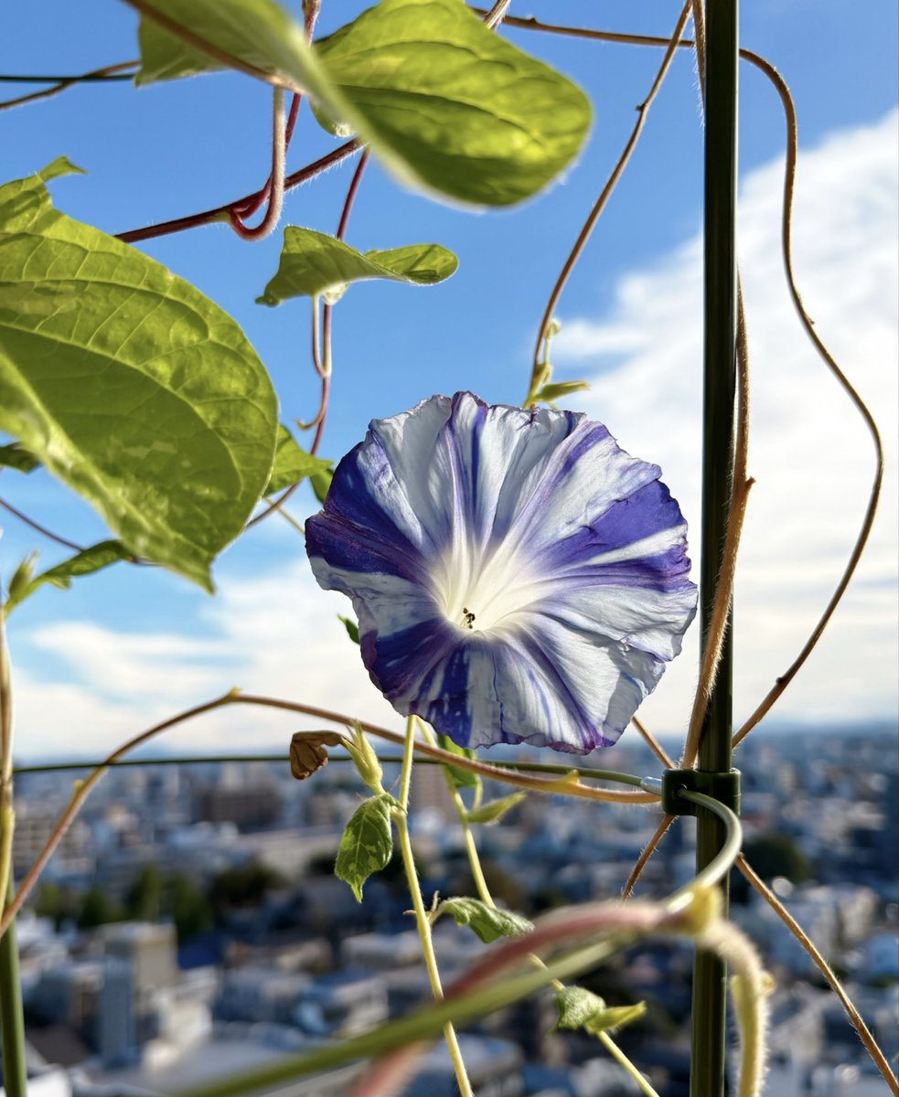 econocoe2's tweet image. おはようございます☀咲きました✨恐らく今年最後😊朝顔から諦めないことの大切さを学んだ夏を終えて、そろそろ冬支度?サウンドも移行期に入りました♪あなたからのリクエストもお待ちしてます🌈
#TOKAIRADIO
#モーデラ
Morning Delight
日曜7:00-10:00
FM92.9 / AM1332