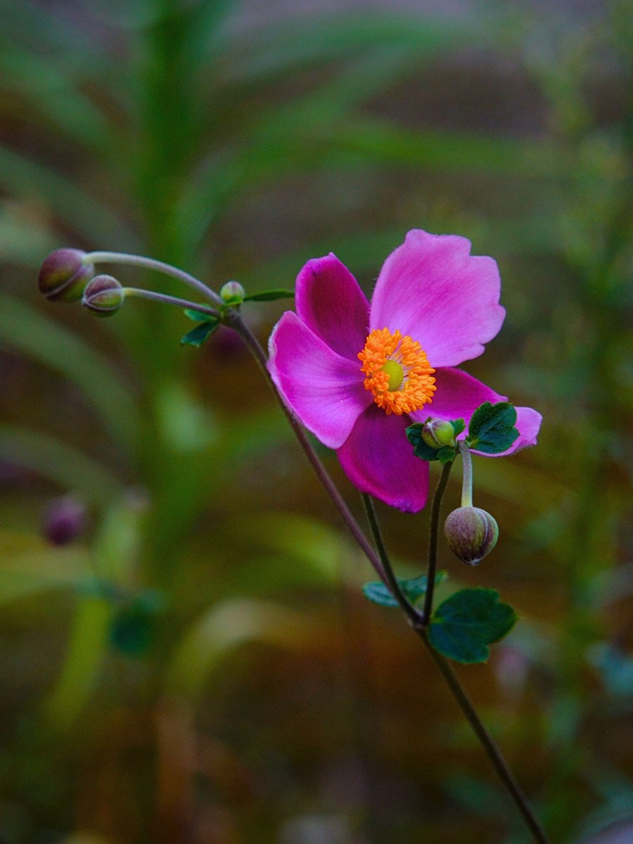 jwu_wo's tweet image. ☆おはようございます🙂🌾
今日もいい日でありますように!

　季節が変わるように
　心も移ろう…

　去ったものには
　執着せず…

　今のしあわせに
　感謝して前へ進もう･･⋈

ꔫ･シュウメイギク
　　　　（秋明菊）･ꔫ
花言葉は…✻薄れゆく愛情etc.🤗
#シュウメイギク
善峯寺