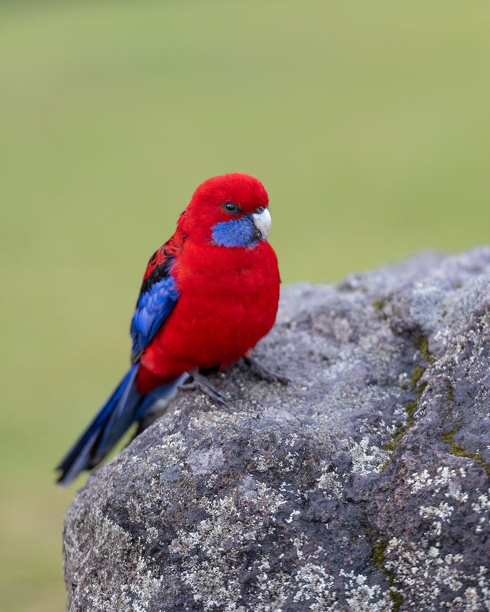 MbarkCherguia's tweet image. Crimson Rosella ❤️💙

📸 naidu_kumpatla (Instagram) 🇦🇺©️

#Australia #NatureBeauty
