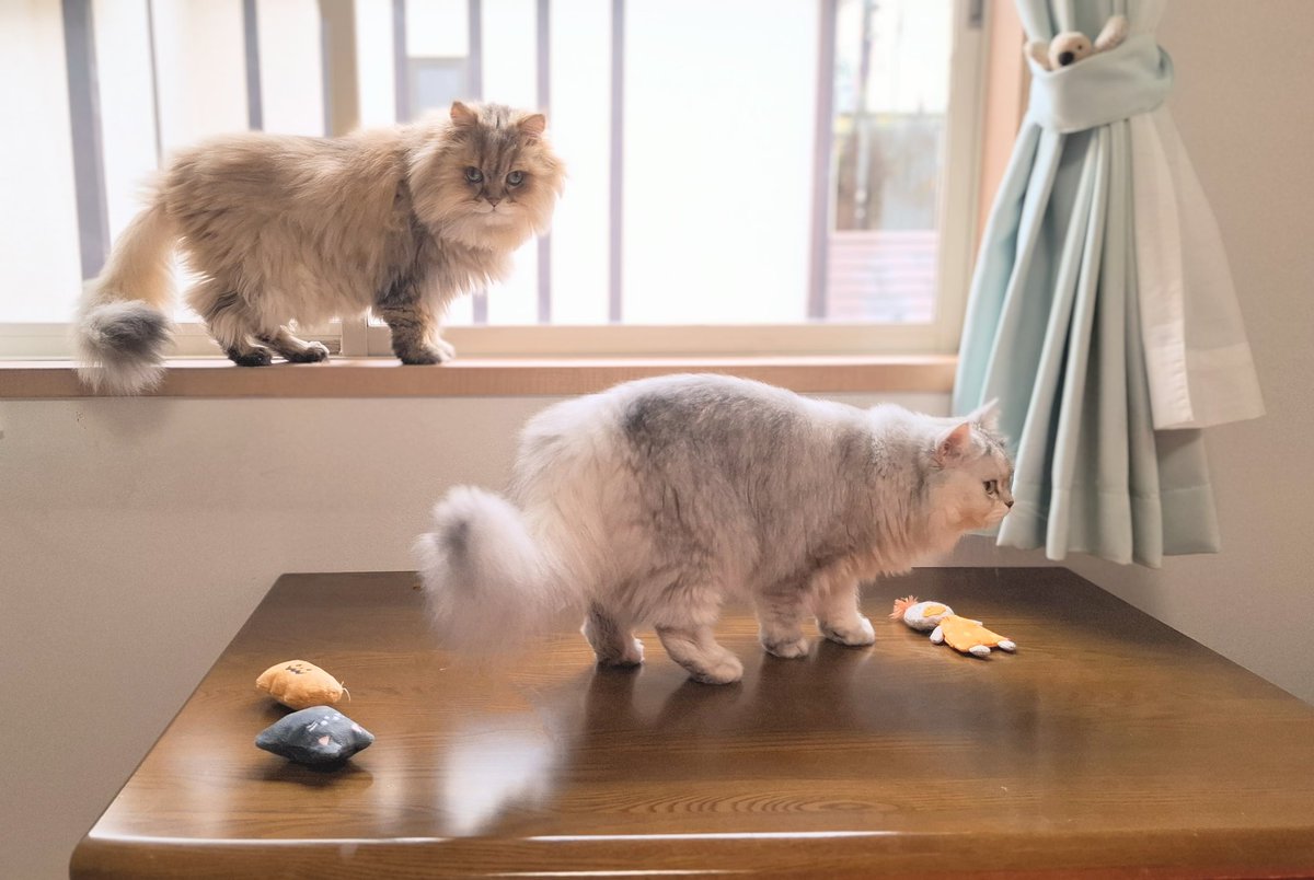 FrancesKingdom's tweet image. おはにゃん☁️

今日もお天気、悪いにゃ
でも、🐦さんは
元気にうるさいにゃ😺

さ～て
何して遊ぼうかな

今日も、よろちくね🐈️

#チンチラゴールデン
#ミヌエット
