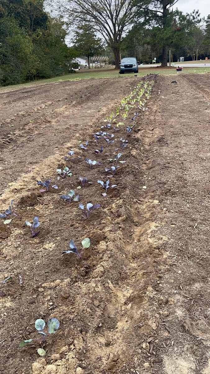 plantbasedvibes's tweet image. my big pregnant ass planted today. i&apos;m exhausted! this my last heavy work day. no more garden kneelers for me. i&apos;m done. see y&apos;all in spring