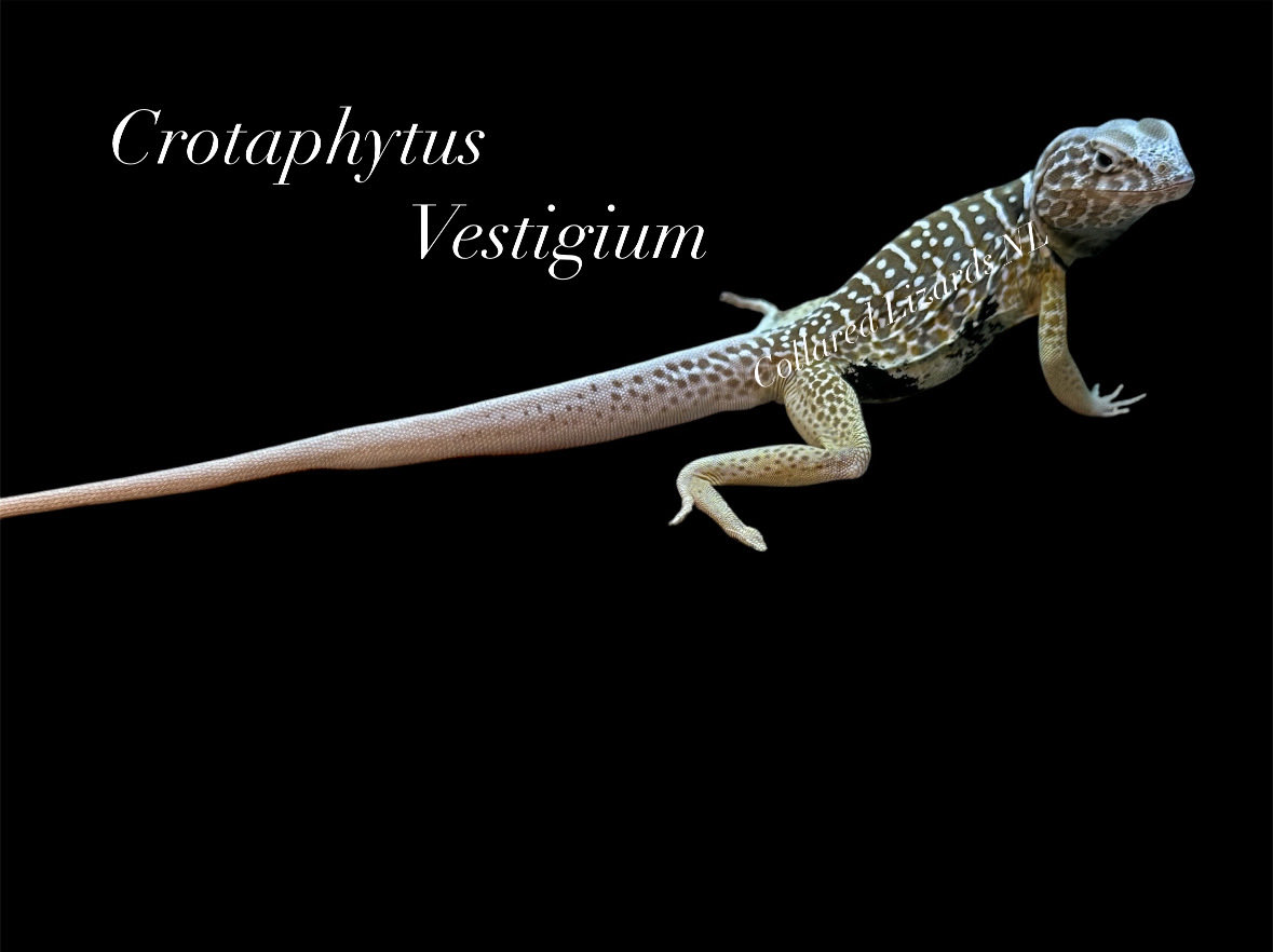 Crotaphytus_BVR's tweet photo. Almost a month with us from the USA🥰
He is really a stunning looking male!
He has really a love for food😂 sometime he sees the pincet he thinks Let me try if it’s food or not🤣#crotaphytus #collaredlizards #crotaphytusvestigium https://t.co/RBwZIXR8Um