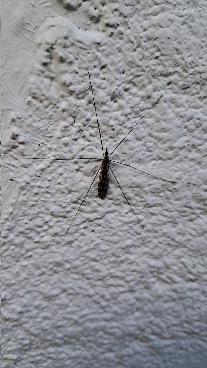 This was on an outside wall earlier today. I presume it's a type of Cranefly. 🤔
11th October 25