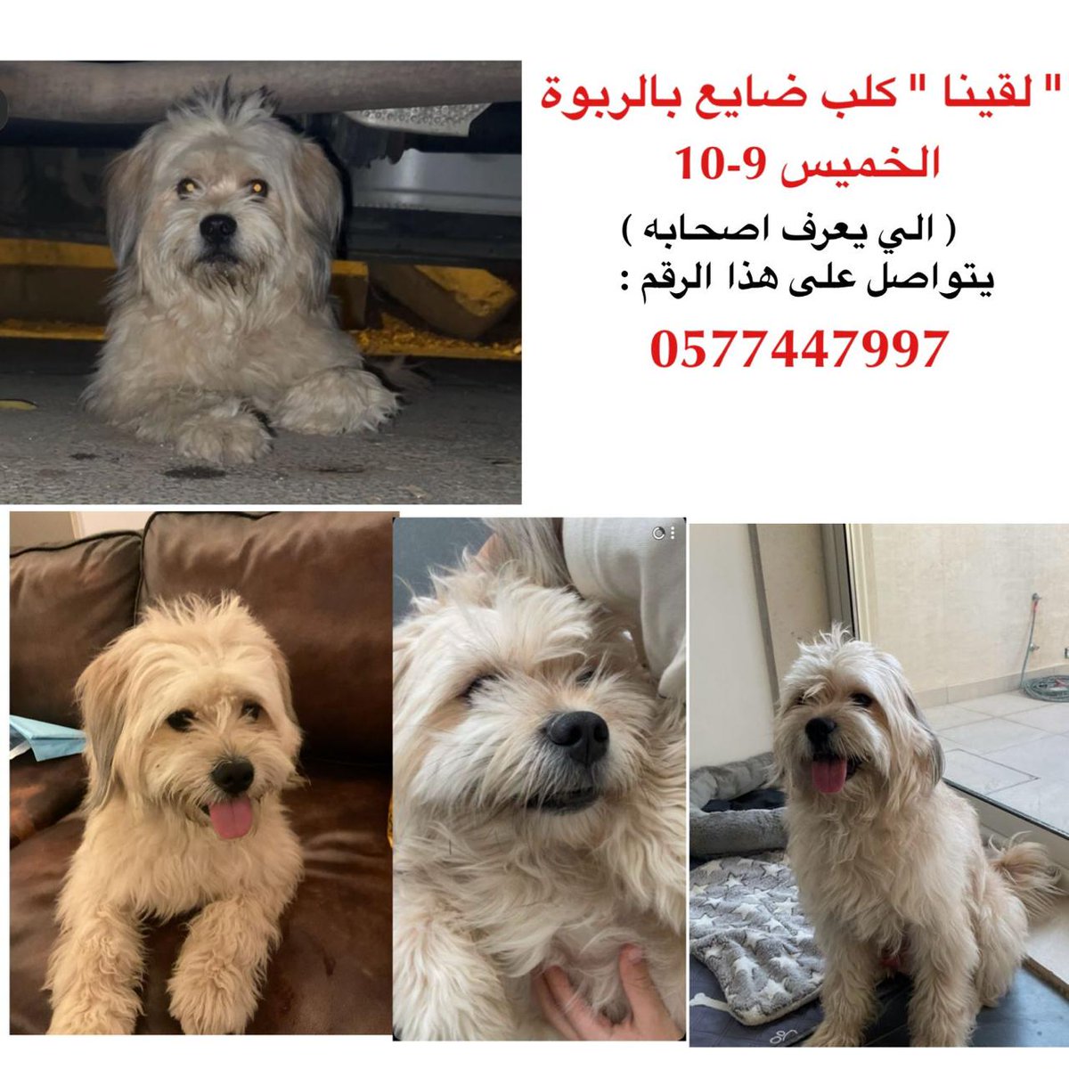 Animal_rescue0's tweet image. #انقاذ #عاجل #الرياض