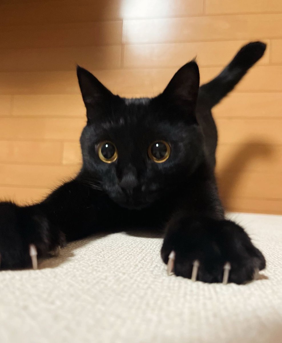 visualscat's tweet image. 
