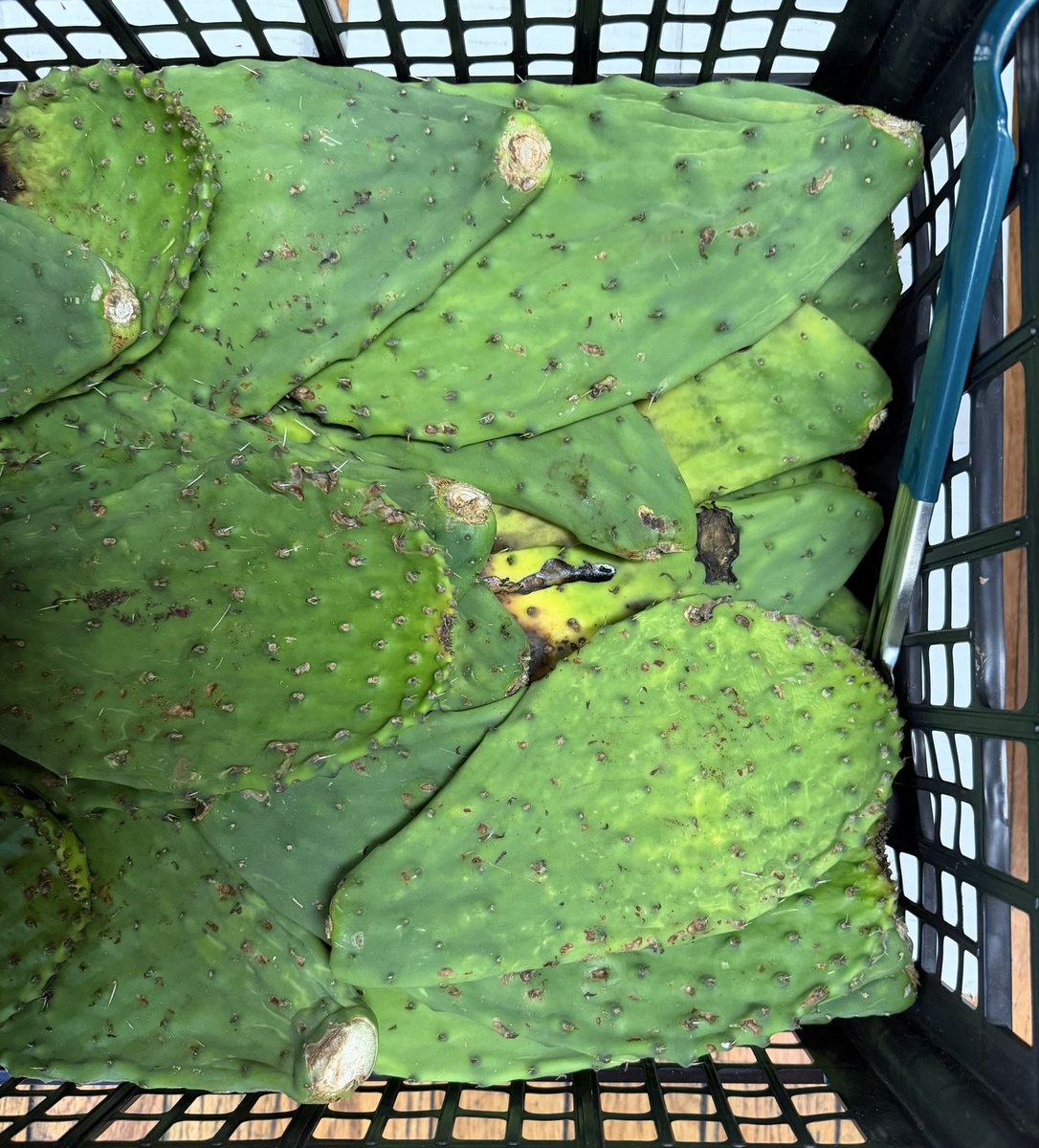Ze1ooooo's tweet image. Enchiladas de mole, arroz, frijoles, plátanos fritos. Agua de horchata.
We have nopales. $2 per pound.