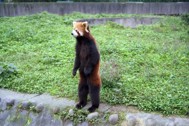 RedPandaEveryHr's tweet image. 