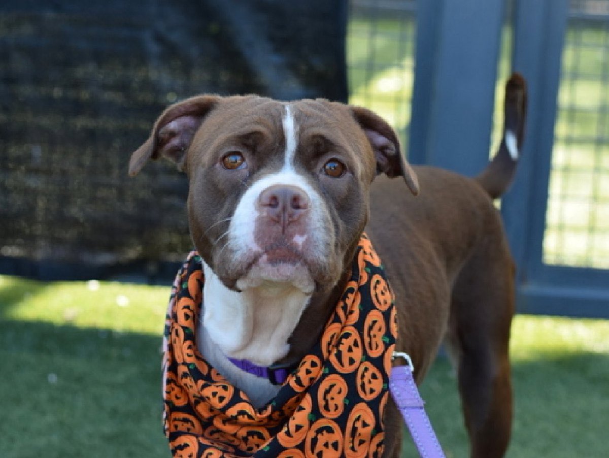 MoishesMom's tweet image. Kanga 💔 Her pups were adopted, she left at the kill pound, reserved then it fell through &amp;amp; now awaiting death 😭

You mean there’s not 1️⃣person to foster or adopt this soulfully expressive girl 😭

Not 1️⃣ How can you look at her face, her furrowed brow, her grief &amp;amp; scroll by😭