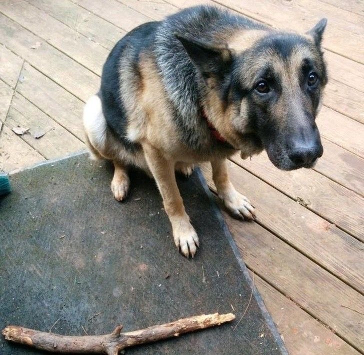 “does puppy want a treat?” 
no puppy wanna be a real boy