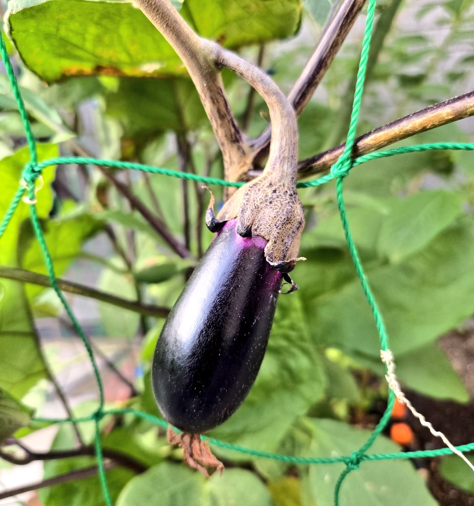 サンバカップル (@sambacp) on Twitter photo 成長してます🍆 成長してます🍆