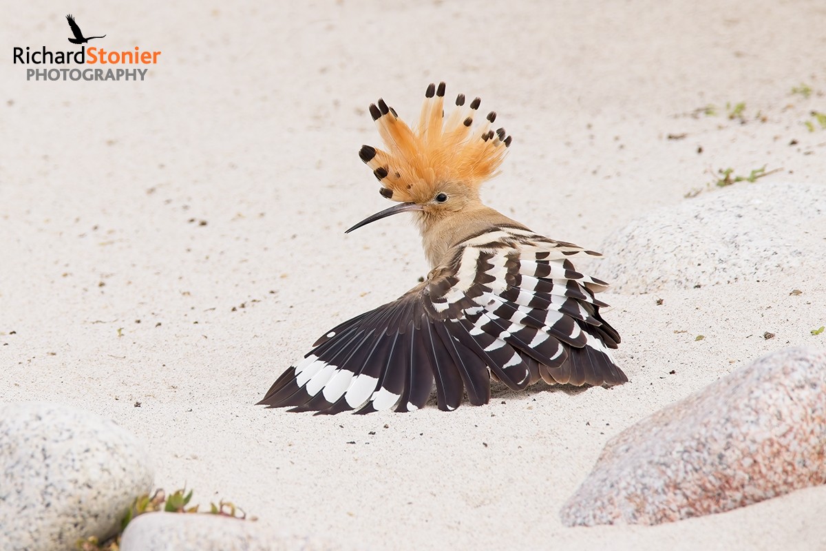 birdsonline001's tweet image. Hoopoe on St Agnes today - ridiculously tame bird