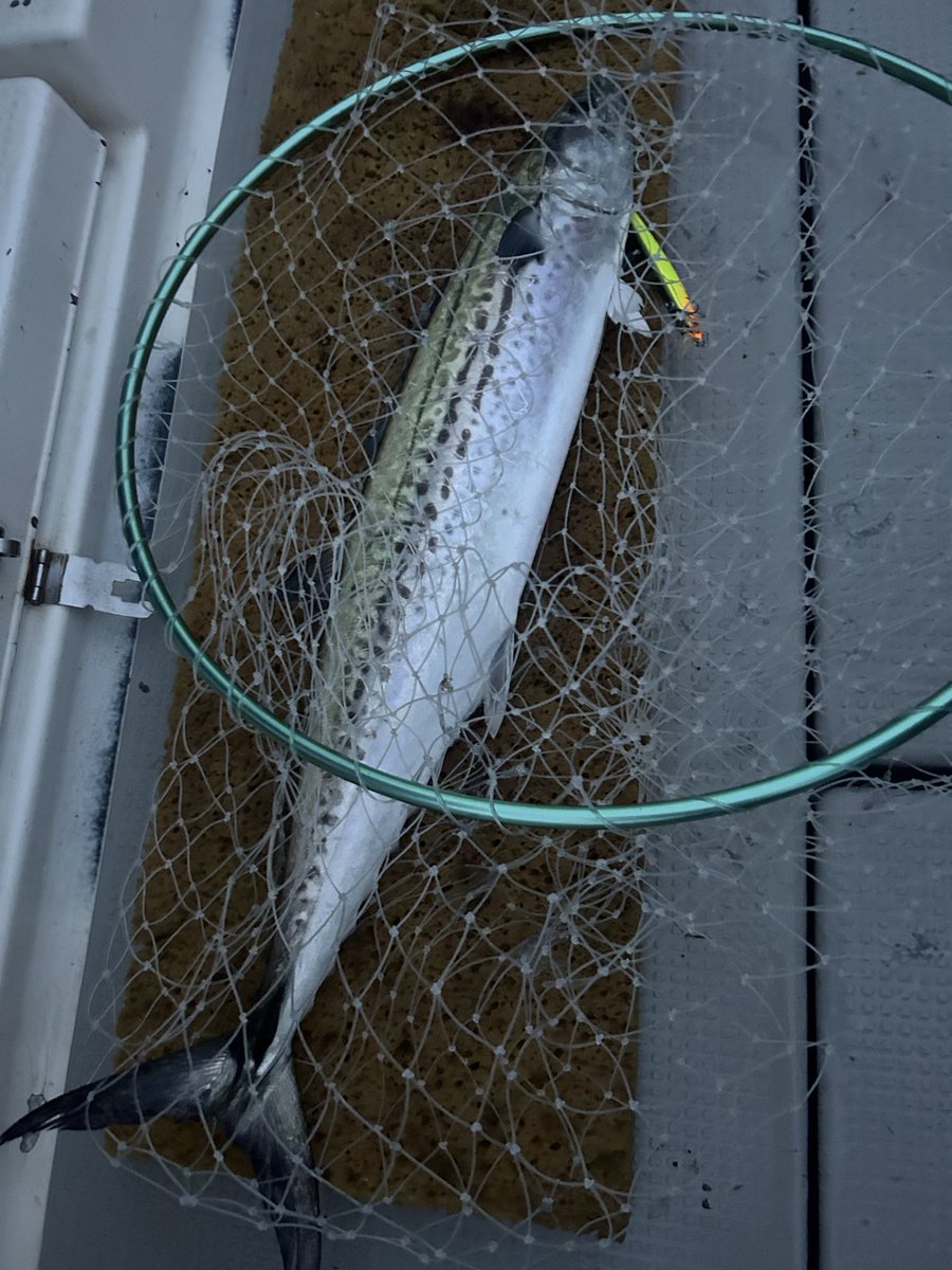 ブローウィンは最強です🎣