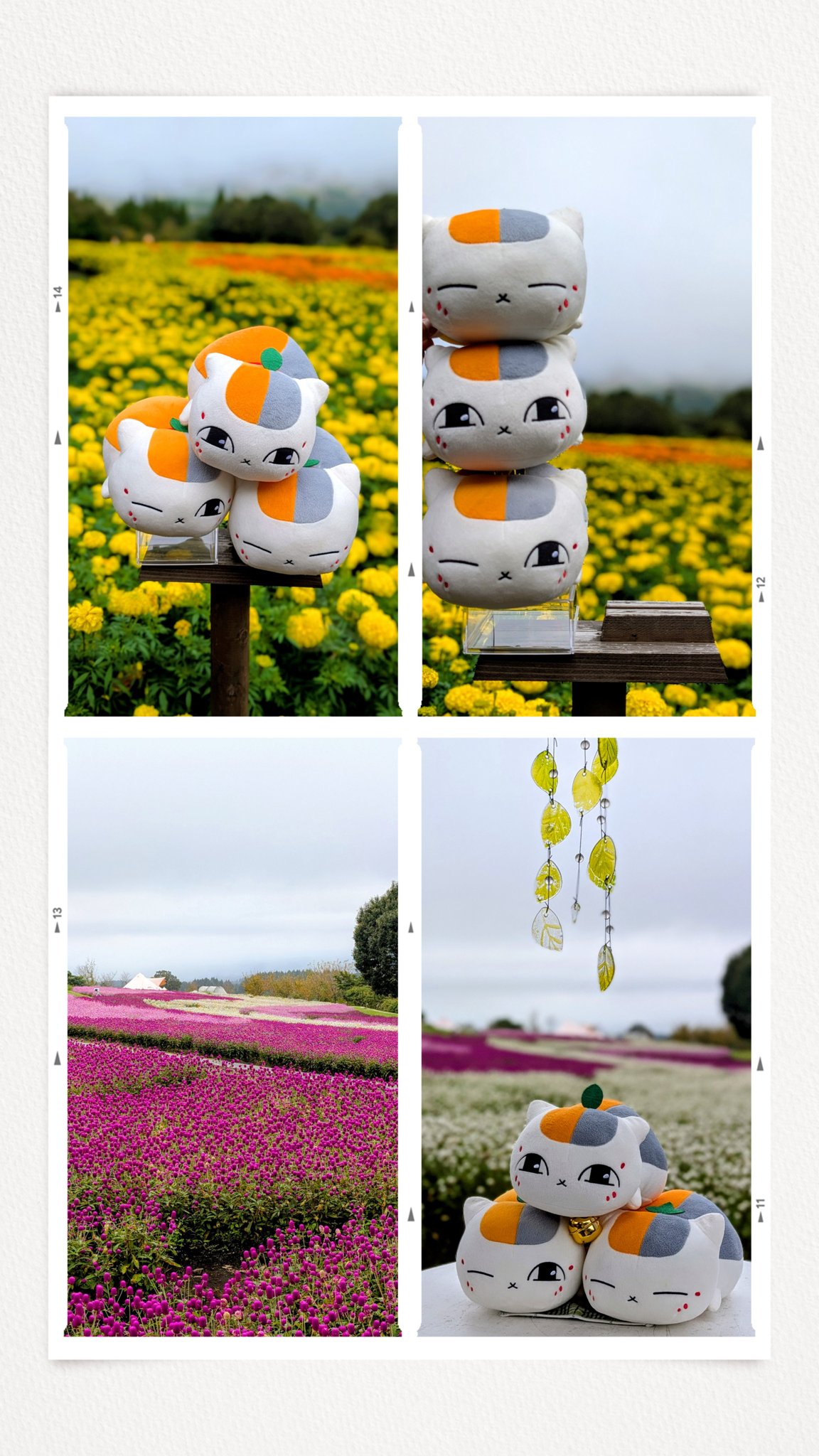 青空横蝶様ご確認 青空蝶 - Search / X