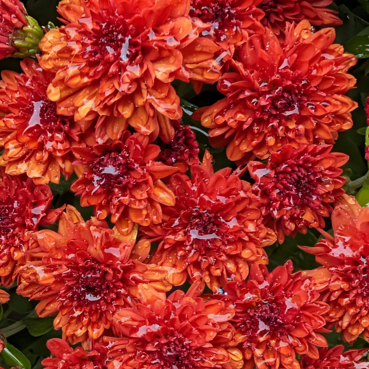 PrayerfulMantis's tweet image. One more rainy day flower shot. #flower #flowerphotography