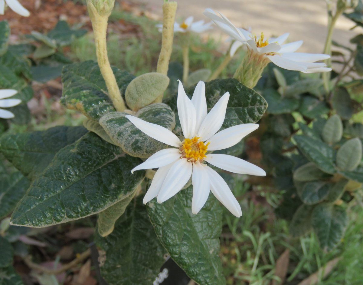StuartWilliams_'s tweet photo. Velvet daisy (Olearia pannosa subsp. cardiophylla (Point Addis) 

#CranbourneBG #Olearia #Asteraceae #ozplants https://t.co/RMTEHSczAv