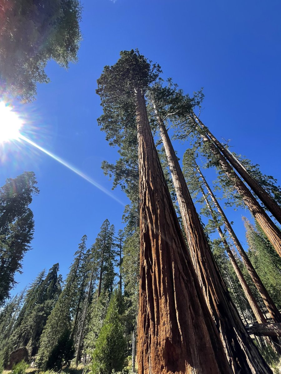 indoazz's tweet photo. @earthcurated @CrispeThe Sequoias https://t.co/WleYSNb3r4
