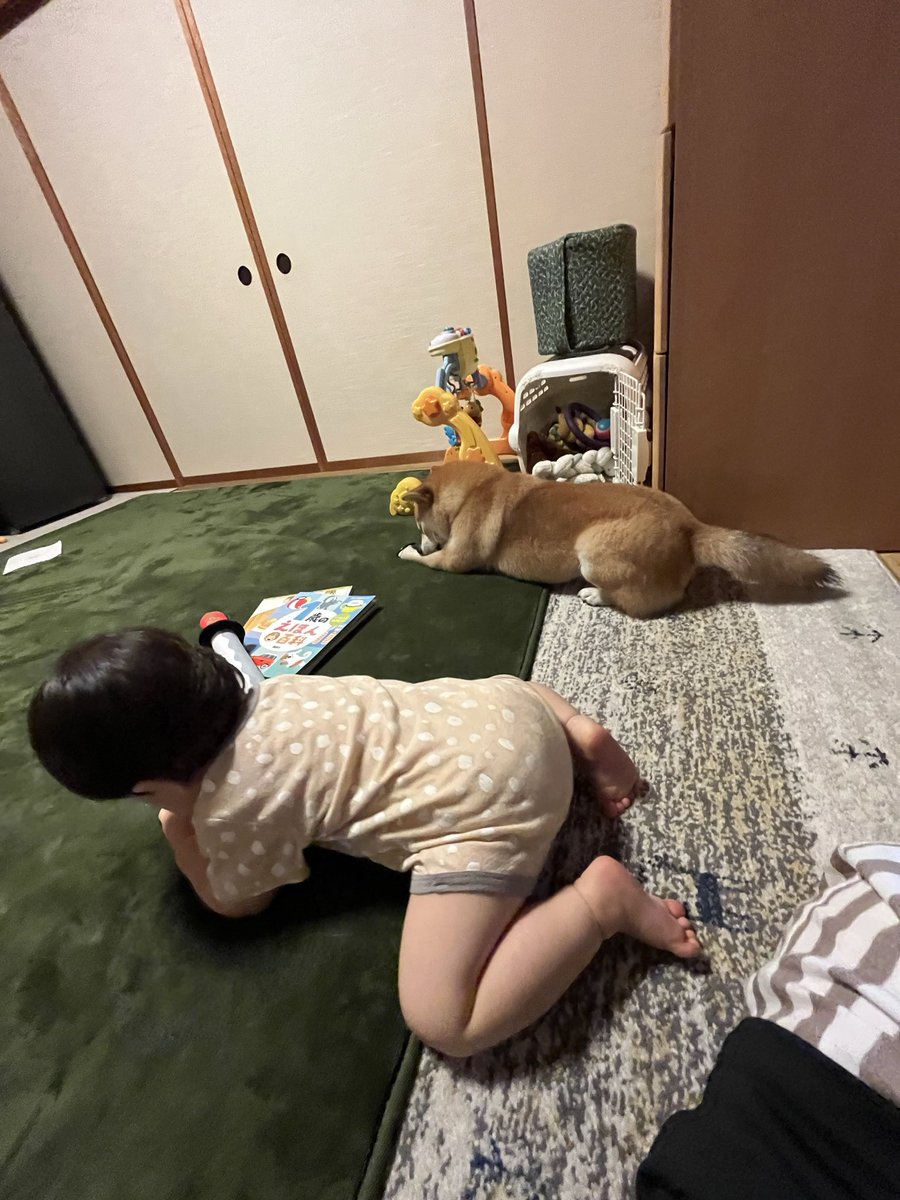 豆太郎 ふたえの豆太郎 (@siba_mametaro) / Posts / X