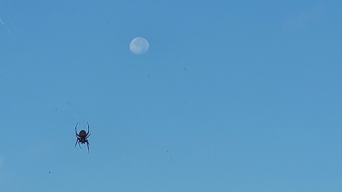 dndtsa's tweet photo. The spider attached the web to the moon. https://t.co/glhVPRJVzb