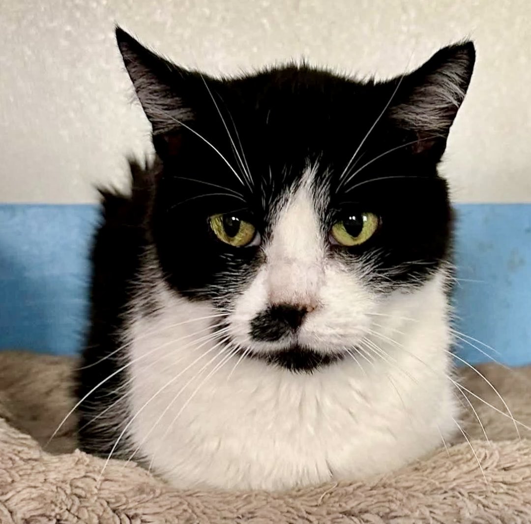 stcazvolunteers's tweet image. It’s a rainy #Caturday in Arizona 🐾 Poe is staying inside at the sanctuary today 💜 #Rescue #TNR #CommunityCats