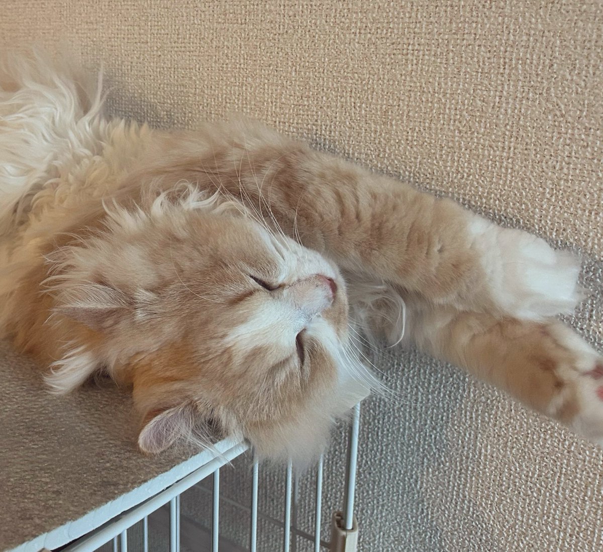 aaaa1106lalala's tweet image. のび〜したままねんね☺️
体柔らかいですねぇ
お腹見れて嬉しい✨

#猫
#ミヌエット
#猫のいる暮らし