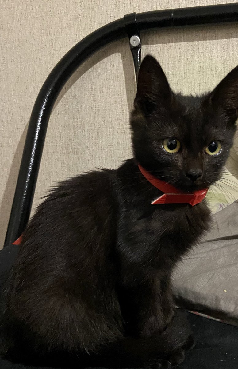 завели второго кота