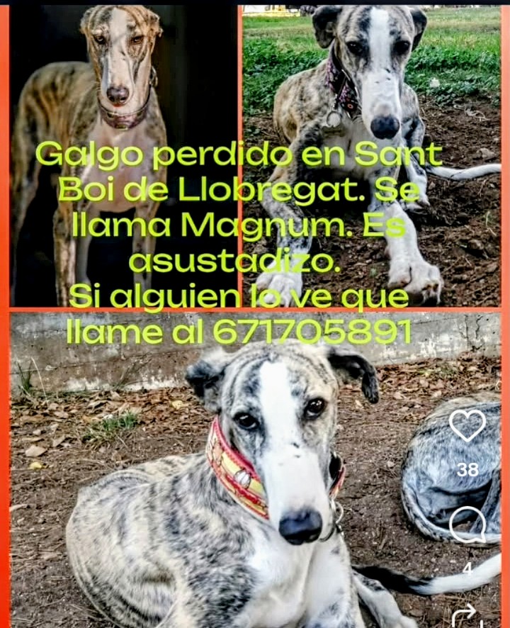areagossosbdn's tweet photo. 🆘🆘¡¡ATENCIÓN!!🆘🆘
URGENTE!! 🚨
MÁGNUM va perdido por #SantBoideLlobregat
#Barcelona.
Ultima vez visto por la zona del Auntamiento y estación de Ferrocarriles.
És muy miedoso, no se dejará coger.
Si lo ves contacta.
📞671 705 891
Máxima difusión.
📣📣📣
#XarxaBarcelonaPerduts https://t.co/MIajCQBIan