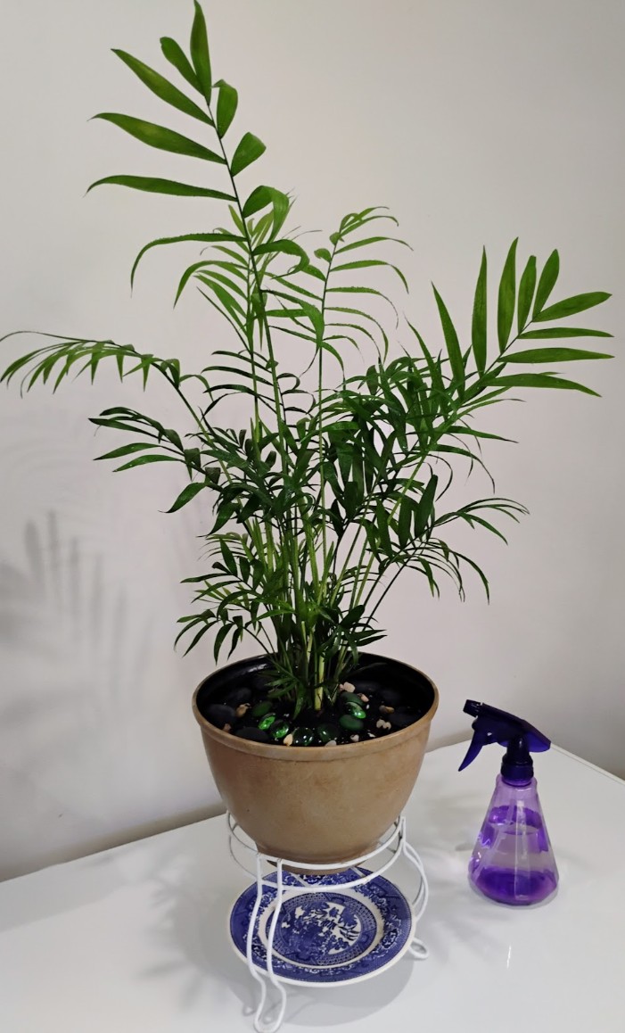 ChefLondie's tweet image. The Plants Matter.
#SelfCare 
#Saturdayfeeling 
B&amp;amp;A #Love #Joy 📸&apos;s