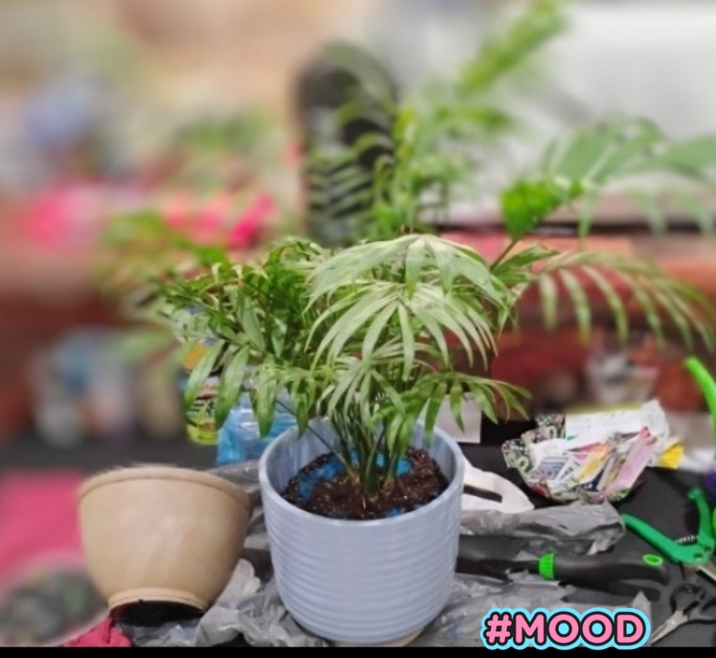 ChefLondie's tweet image. The Plants Matter.
#SelfCare 
#Saturdayfeeling 
B&amp;amp;A #Love #Joy 📸&apos;s