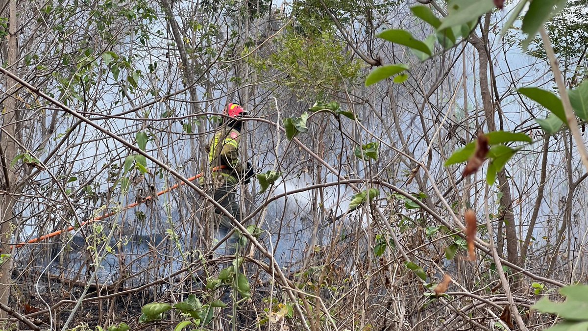 BomberosGYE's tweet photo. [Actualización] 🚨
Un contingente compuesto por más de 12 unidades de combate urbano forestal, un camión cisterna, una ambulancia y 70 bomberos trabajan en el combate del incendio en el cerro La Candelaria, el cual consume vegetación media y alta. 

Nuestro personal trabaja en cuadrillas abriendo trochas y formando líneas húmedas desde el flanco izquierdo. 🧑🏾‍🚒🍂🪾