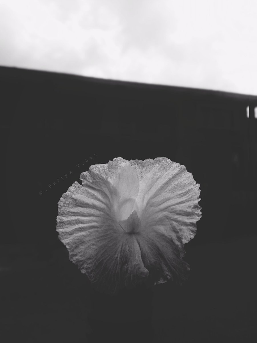 Fattyx_vibes's tweet image. Blossom 🌼 

#viral #photooftheday #NaturePhotography