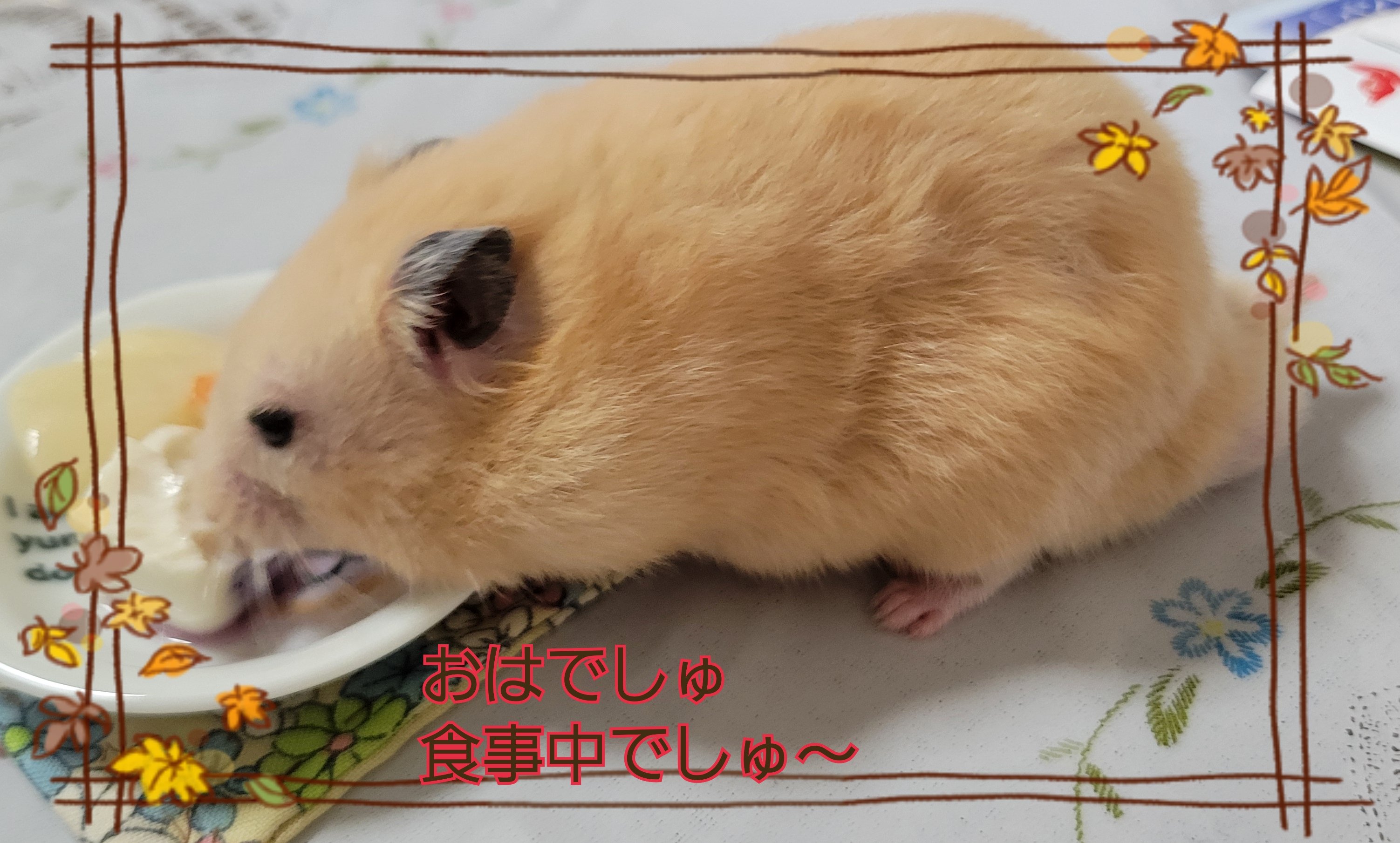 ボックスティシュカバー❣️ハムスターさんたちのひなたぼっこ❣️ はまじ🐹きなこ🐹金太郎 on X: 