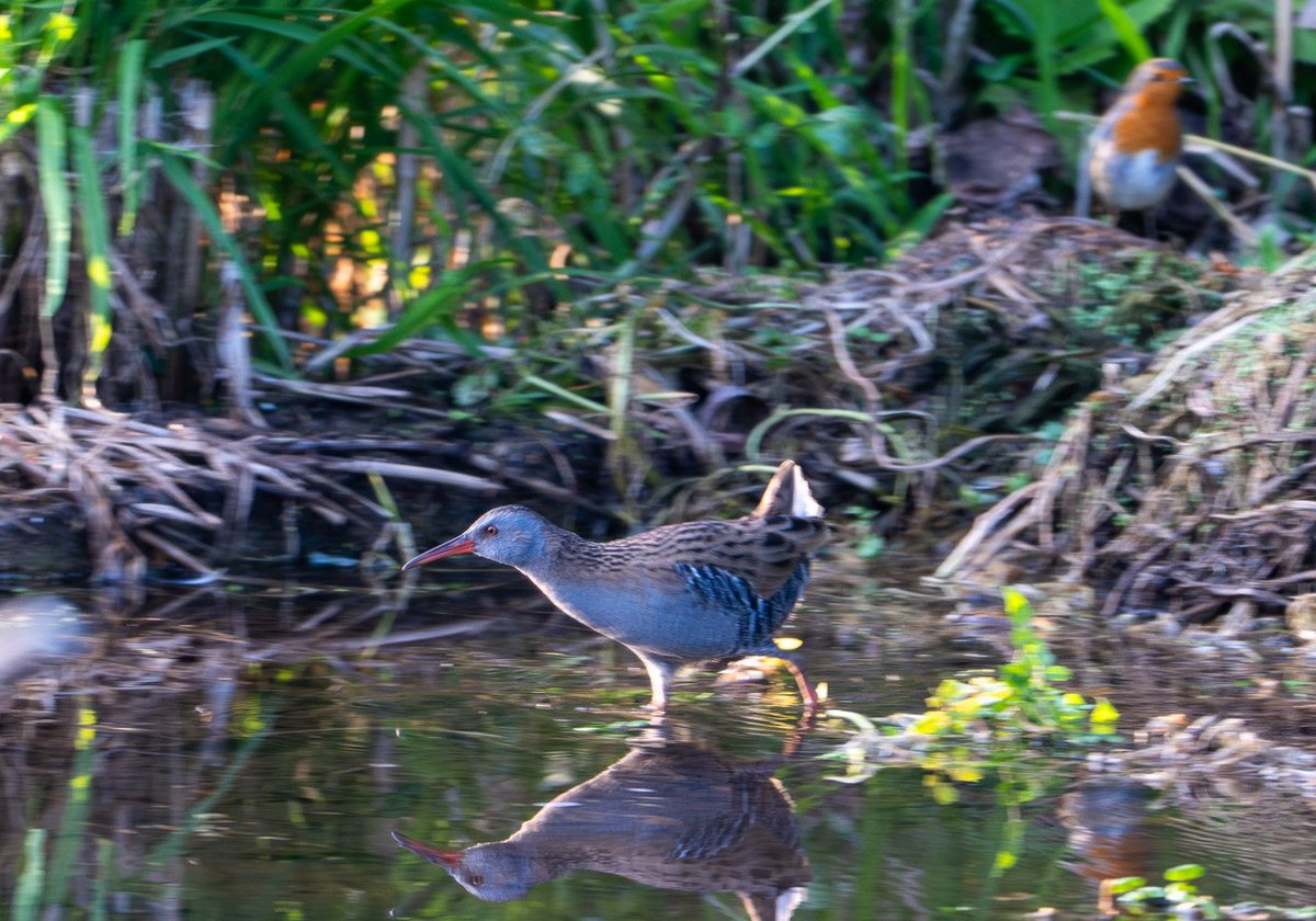 Anthony Dorman tweet media