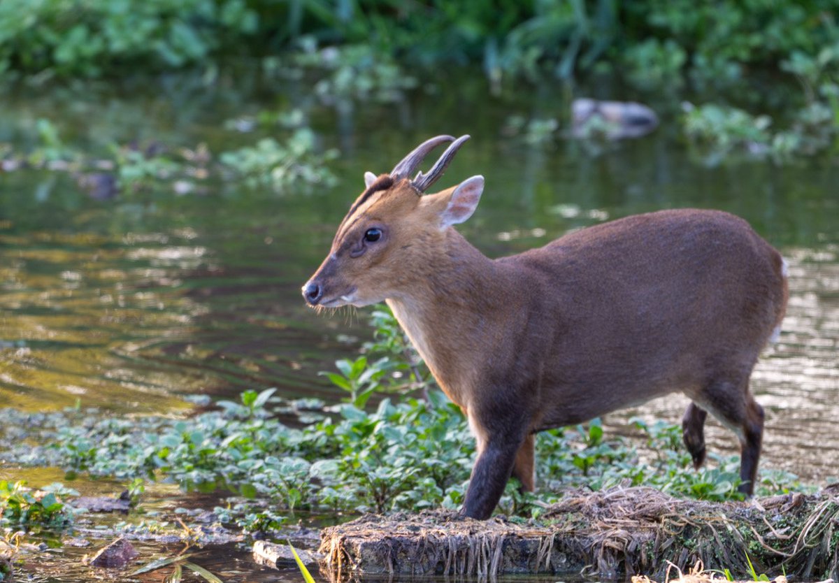 Anthony Dorman tweet media