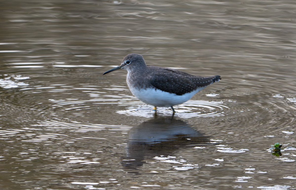 Anthony Dorman tweet media