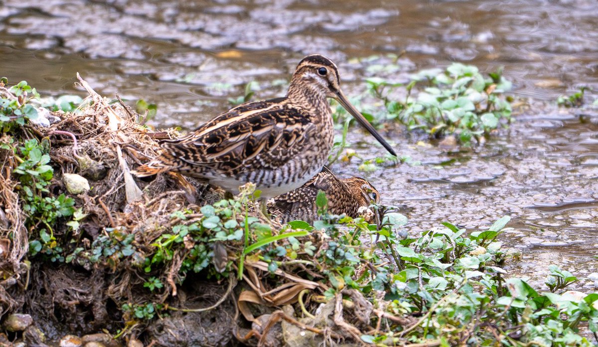 Anthony Dorman tweet media