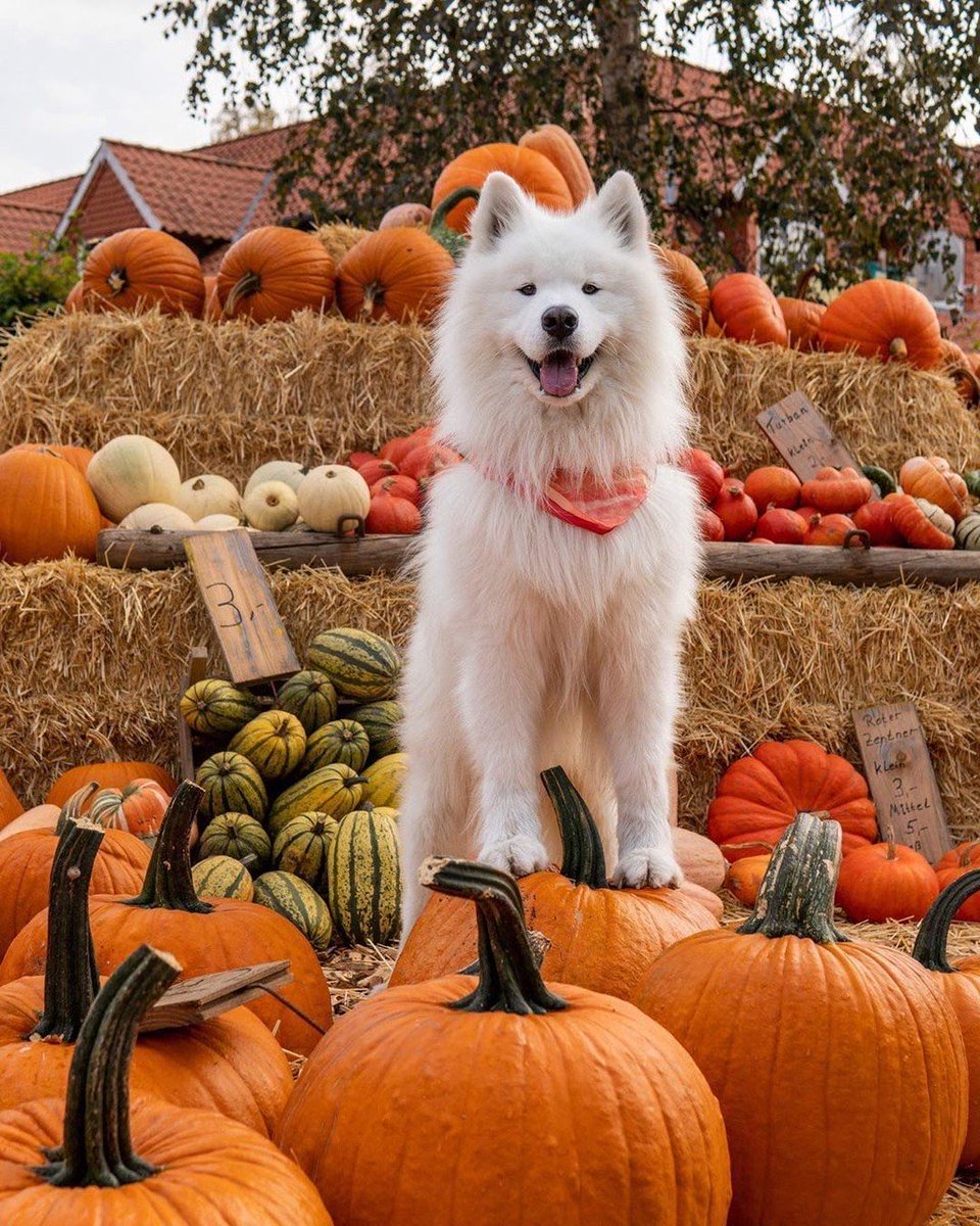 JenaC2's tweet image. Autumn vibes comin’ at you 🧚🏻🐕🎃 #October2025