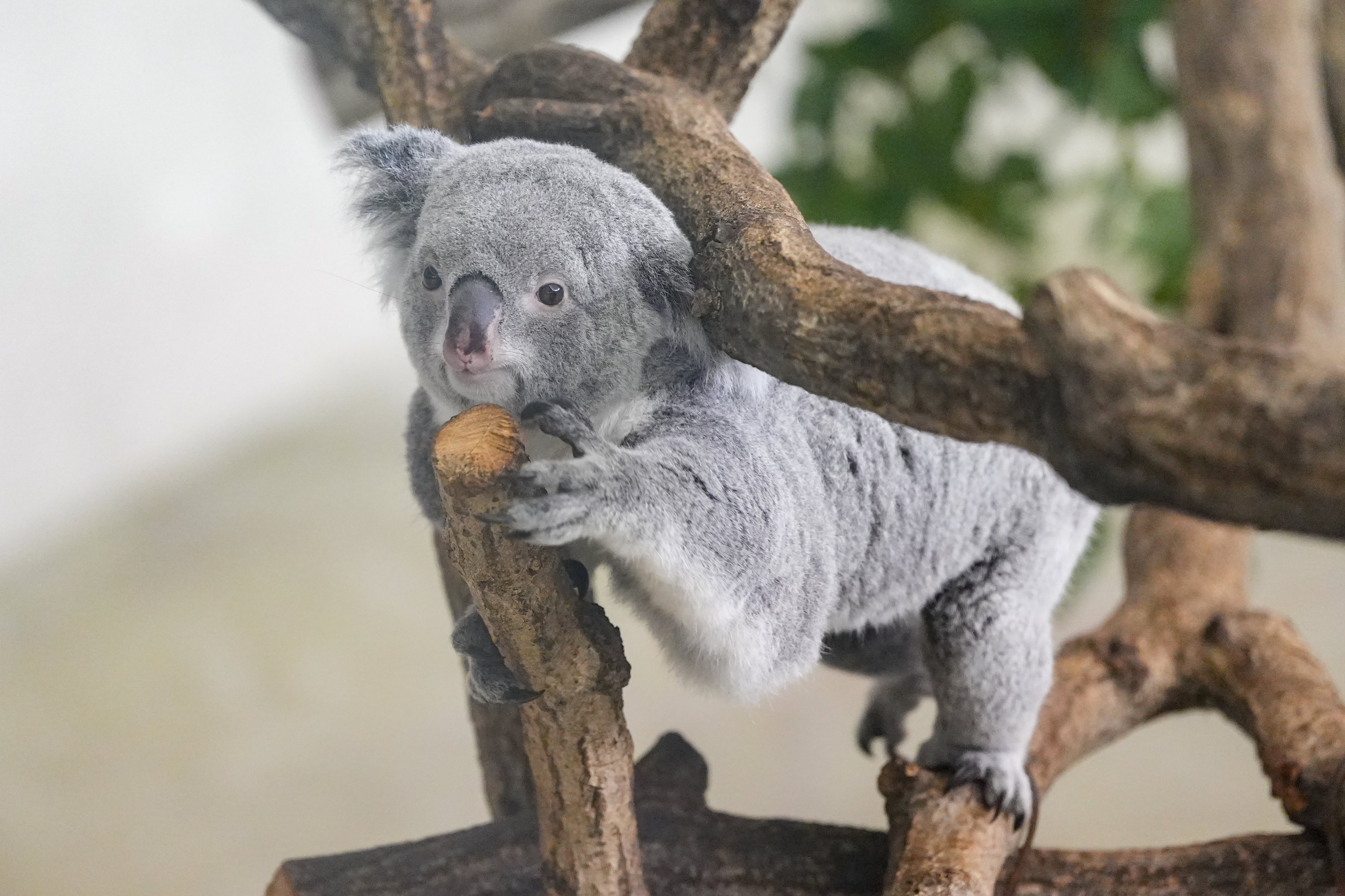 コアラ コアラ(仔) 24 | HANSA