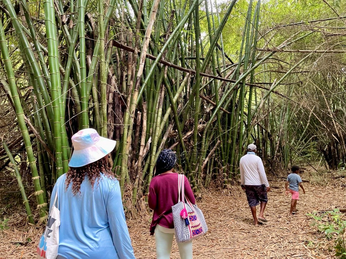 From jungle hikes to birdwatching, Placencia’s nature tours will leave you in awe. 🦜🌴 Book your villa today and let us guide you into the wild side of Belize.
 #NatureToursBelize #EcoTravel #ChabilMar