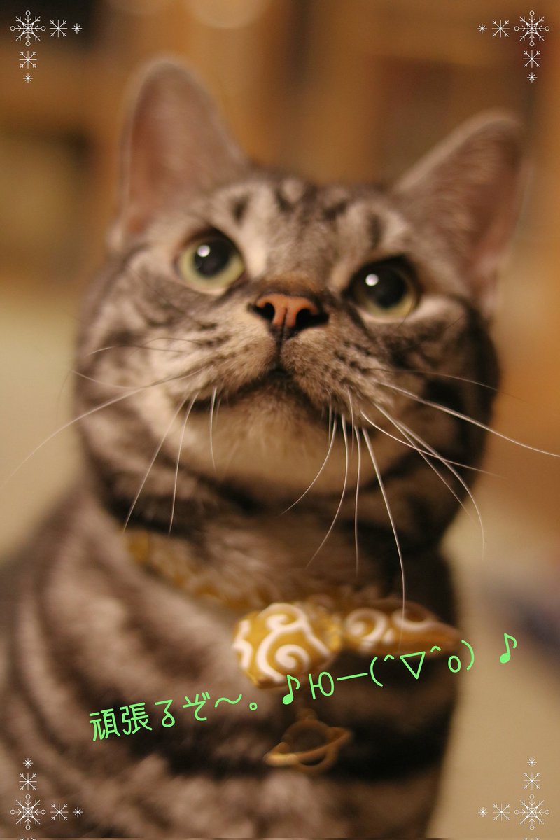 ケアマネ試験、行って来ます😸
はるさん、今日まで試験勉強頑張ってきたけど、ちょっとだけ力貸してね
#にゃんすたぐらむ