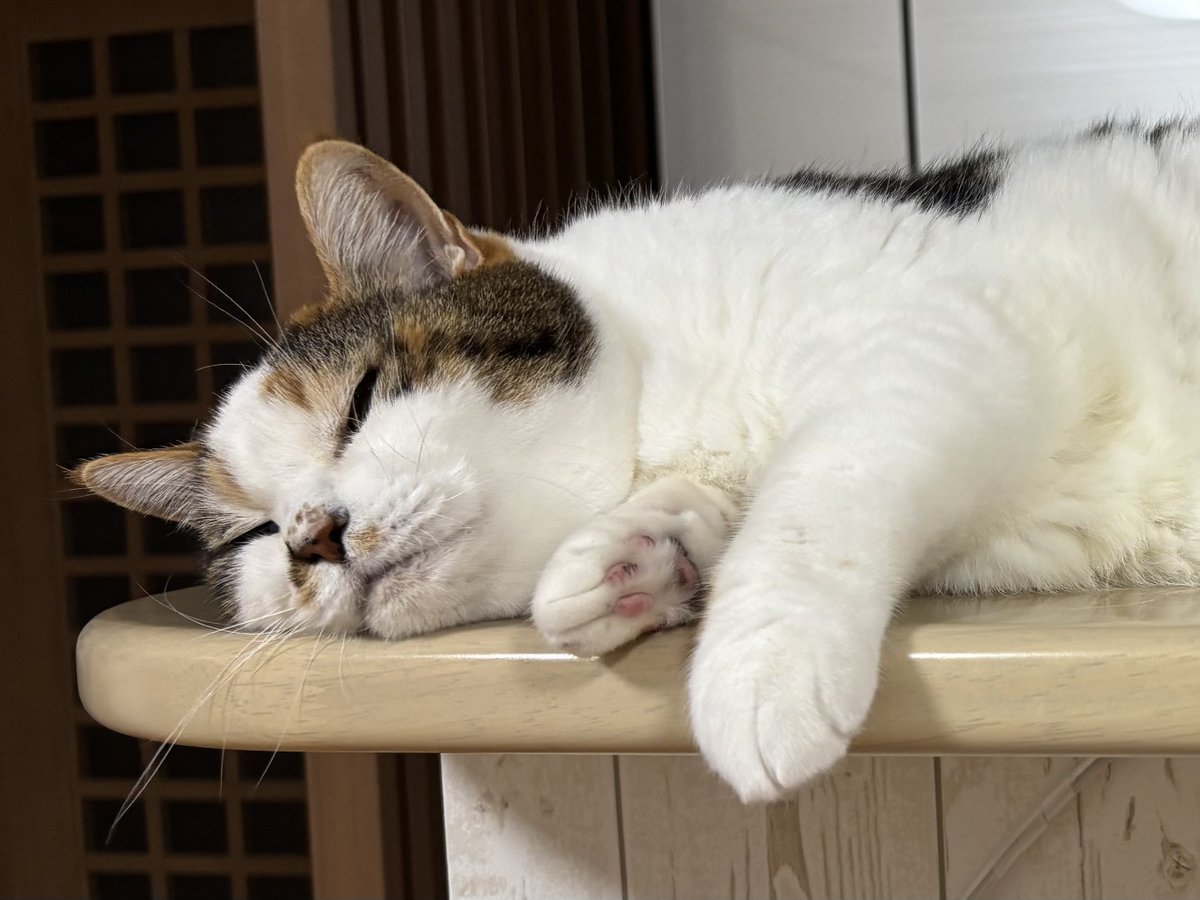 mifuyu_916's tweet image. おはようございます\( &apos;ω&apos;)/
遠征中なので猫はお留守番。お茶目なサクラさんの写真貼っとくね。