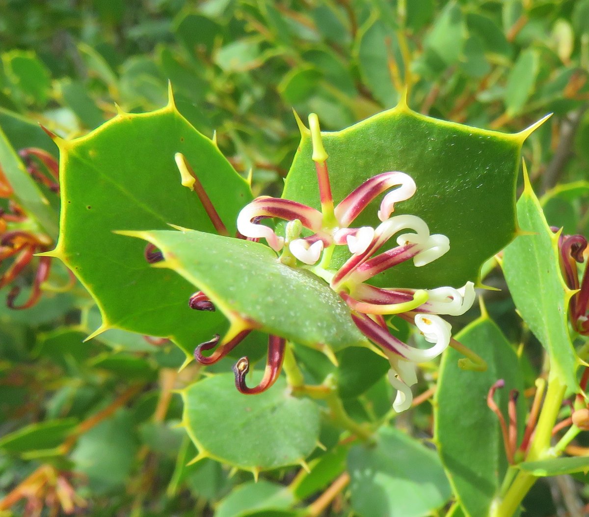 StuartWilliams_'s tweet photo. Stinking Roger (Hakea denticulata) from the south of Western Australia.
#CranbourneBG #Hakea #Proteaceae #ozplants https://t.co/gcrOODiRcx