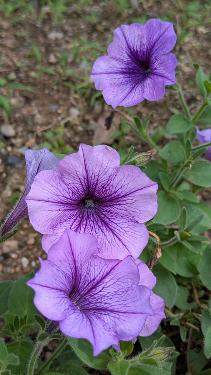 50uEP60X9jI7m0b's tweet image. 墓地から地元まで戻って来て買い物する前によく来る公園でスマホ📱片手にブラ散歩👣してます
もうキンモクセイも咲き始めていい香りが辺りで匂います
しかし天気が良くなって暑いくらいです😥