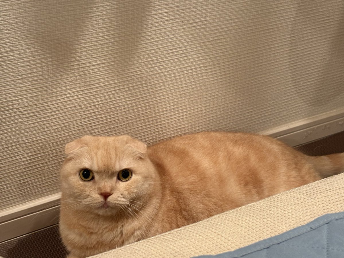 trsn0529's tweet photo. 久しぶりのトラさん🐯
#スコティッシュフォールド https://t.co/mX5dBetXmX