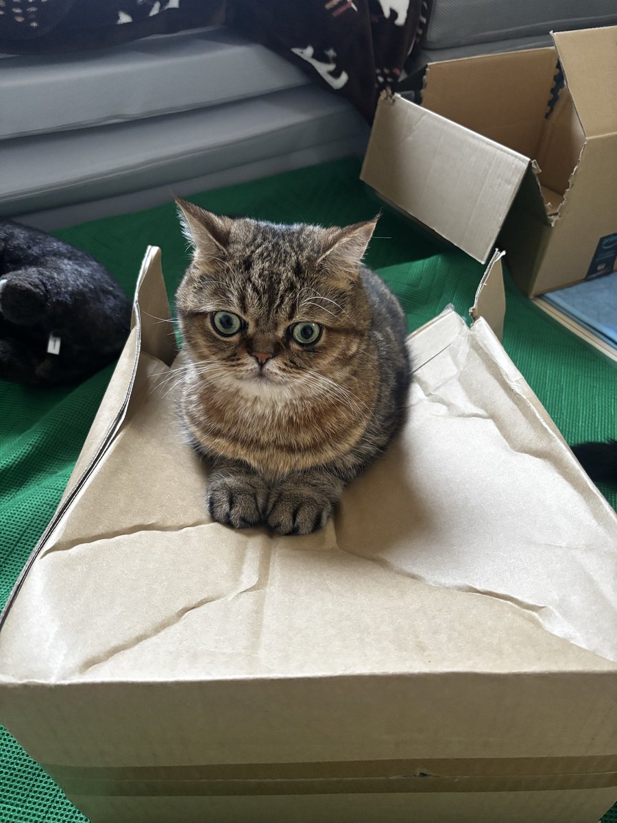 目バキバキで黒猫入りのダンボールを踏み潰すモペットちゃん。
